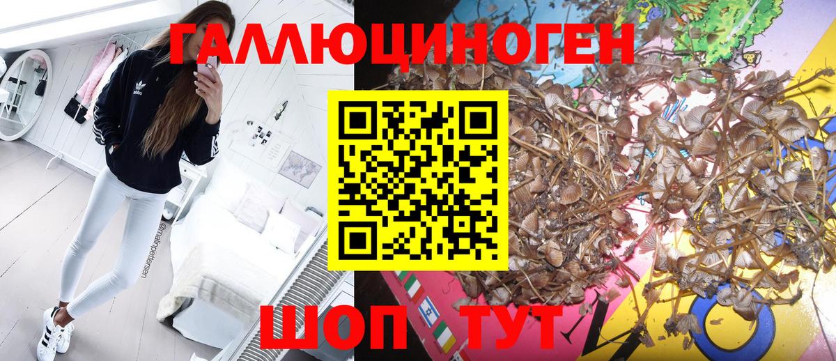 Новозыбков  Псилоцибиновые грибы прущие грибы  Вход с VPN 